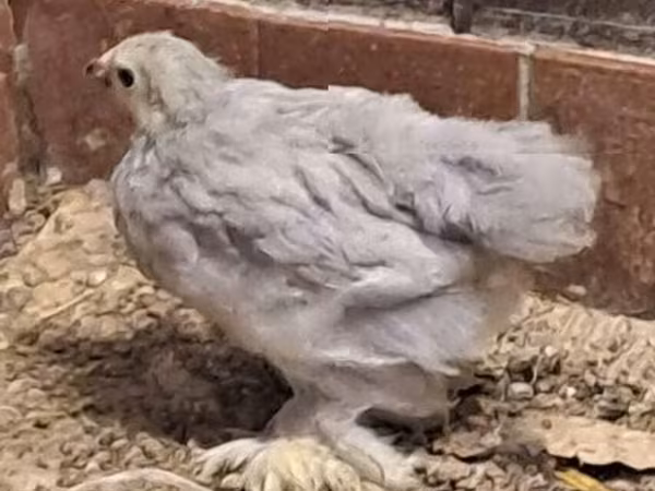 Pekin bantam