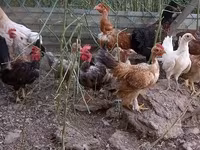 Chickens — photo 3