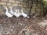 Ducks — photo 1