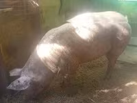 मादा सूअर, सूअर — फ़ोटो 1
