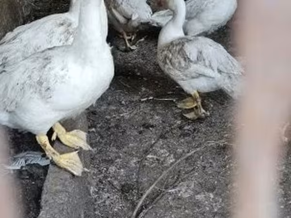 Ducks — Magyarország