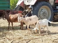 Cabra, Nubian Goat — foto 4