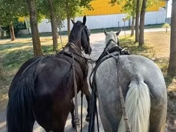 Лошади (партия, пол не указан), Лошади