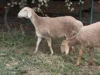 Qoyun, Arashan sheep — foto 1