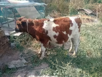 Bull, Red-spotted breed — photo 3