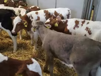 Bovinos (lote, sexo no especificado), Ganado vacuno — foto 6
