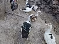 Chickens — 5. fotó