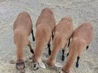 Ram, Cameroon sheep — photo 1