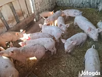 Pigs (batch, sex not specified), Pigs — photo 2