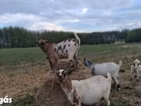 Koza, Kozy — zdjęcie 1