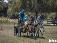 Caballo, Caballos — foto 3