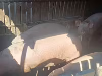 Boar, Pigs — photo 2
