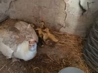 Ducks — الصورة 1