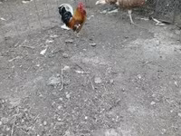 Chickens — الصورة 4