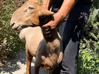 Ovelha, Jaidara sheep — foto 1
