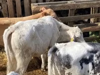 Bull, Belgian Blue — photo 7