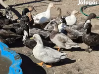 Ducks — الصورة 1