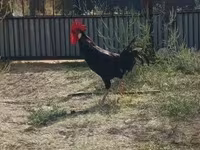 Chickens — फ़ोटो 2