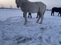 Koń, Kazakh horse — zdjęcie 1
