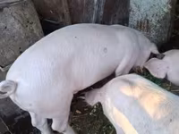 Sow, Pigs — photo 3