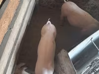 Sow, Pigs — photo 2
