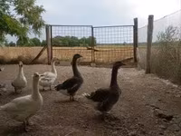 Geese — foto 3