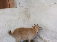 Nőstény kecske, Saanen goat — 5. fotó
