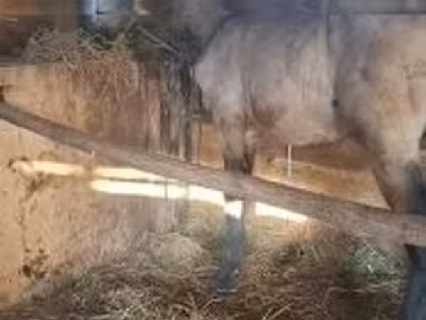 Caballo, Arabian horse