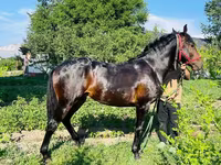 घोड़ा, Swedish warmblood horse — फ़ोटो 8