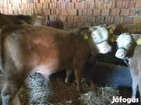 Bulle, Limousin-Kuh — Foto 2