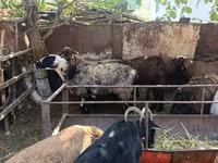 Schaf, Rhon sheep — Foto 8