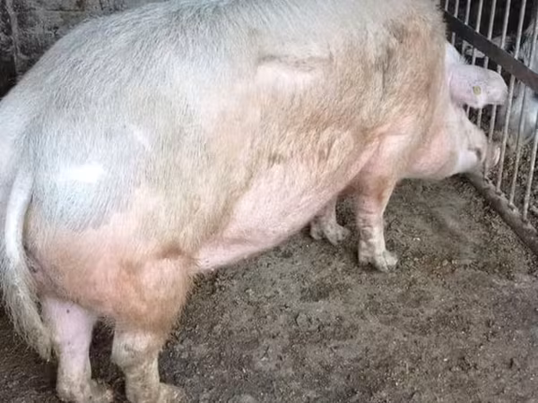 Sow, Pigs