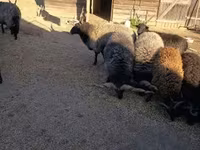 Kos, Racka sheep — 1. fotó