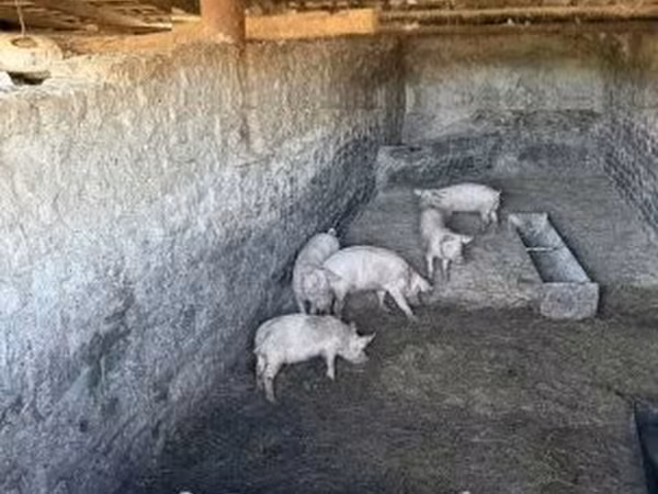 خنزير ذكر, الخنازير — هنغاريا