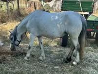 Kanca, Lovak — 3. fotó