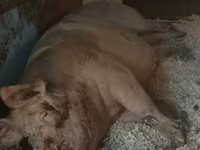 Locha, Świnie — zdjęcie 2