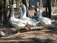 Geese — 3-сурет