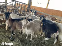 Ziege, Ziegen — Foto 7