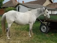 فرس, Hungarian horse breed — الصورة 1