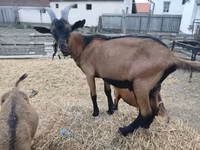 Kozioł, Kozy — zdjęcie 3