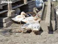 Ducks — फ़ोटो 1