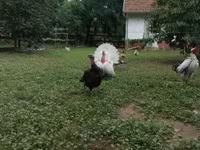Turkeys — foto 2