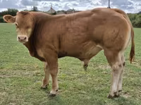 Bull, Limousin cow — photo 1