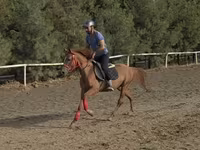Caballo, Karabakh horse — foto 1
