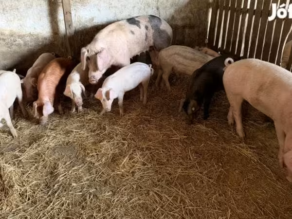 Boar, Pigs — Hungary