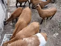 Kos, Cameroon sheep — 6. fotó