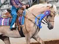 Stute, Palomino — Foto 3