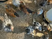 سيبرايت — الصورة 2