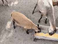 Kos, Cameroon sheep — 2. fotó