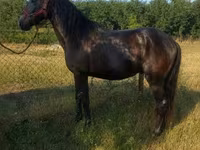 حصان, Hungarian horse breed — الصورة 1